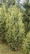 Juniperus communis ´Gold Machangel´ - Jalovec obecný