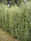Juniperus communis ´Hibernica´ - Jalovec obecný