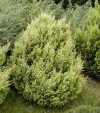 Chamaecyparis pisifera ´Squarrosa Nana Aurea´ - Cypříšek hrachonosný