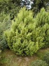 Chamaecyparis pisifera ´Squarrosa Aurea´ - cypříšek hrachonosný