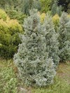 Chamaecyparis pisifera ´Boulevard´ - Cypříšek hrachonosný