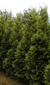 Chamaecyparis lawsoniana ´Golden Wonder´ - Cypříšek Lawsonův