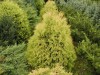 Thuja occidentalis ´Reingold´