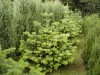 Abies