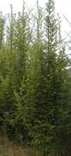 Carpinus betulus ´Fastigiata´ - Habr obecný