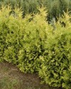 Thuja occidentalis ´Sunkist´ - Zerav západní
