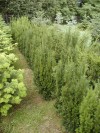 Taxus baccata ´Fastigiata - Tis červený