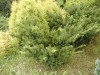 Taxus baccata - Tis červený