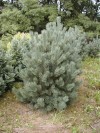 Pinus sylvestris ´Watereri´ - Borovice lesní