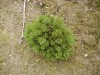 Pinus mugo ´Grüne Welle´ - Borovice kleč