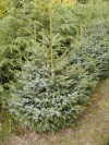 Picea omorika ´Nana´ - Smrk omorika 