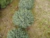 Picea mariana ´Nana´ - Smrk černý