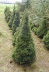 Picea glauca ´Conica´ - Smrk bílý