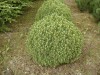 Picea glauca ´Alberta Globe ´ - Smrk bílý