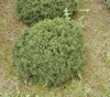 Picea abies ´Gregoriana´ - Smrk ztepilý