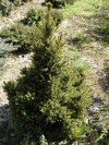 Picea abies ´Will´s Zwerg´ - Smrk ztepilý