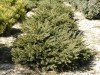 Picea abies ´Tabuliformis´ - Smrk ztepilý