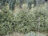 Picea abies ´Remontii´ - Smrk ztepilý