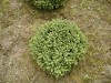Picea abies ´Little Gem´ - Smrk ztepilý