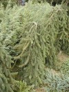 Picea abies ´Inversa´ - smrk ztepilý