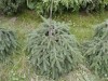 Picea abies ´Formánek ´ - Smrk ztepilý
