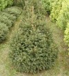 Picea abies ´Barryi´ - Smrk ztepilý