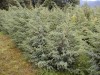 Juniperus squamata ´Meyeri´ -  jalovec šupinatý