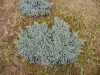 Juniperus squamata ´Blue Star´ - jalovec šupinatý